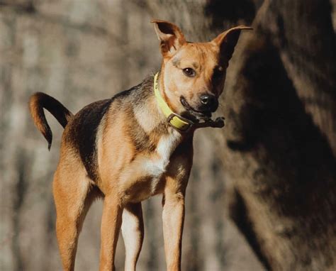 Mountain Feist, Treeing Feist - A Look at Squirrel Hunting Dogs