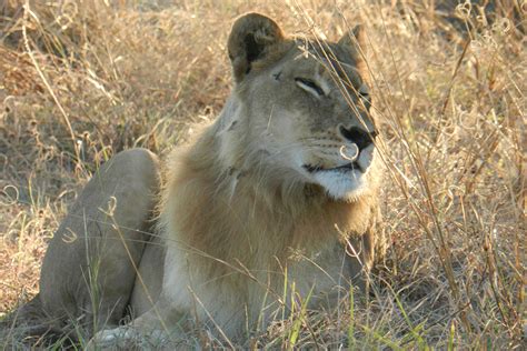 These 5 Lionesses Have Grown Manes And Are Starting to Act Like Males ...