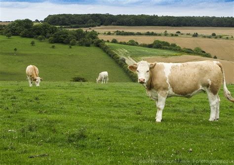 English countryside wildlife! ©SLR Animal Photography | Animal photography, Animals, Wildlife