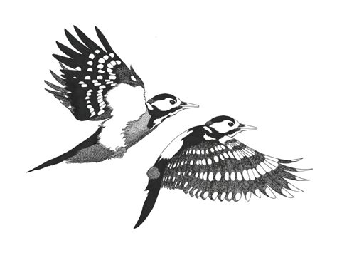 The Woodpeckers by Luisa Patz on Dribbble