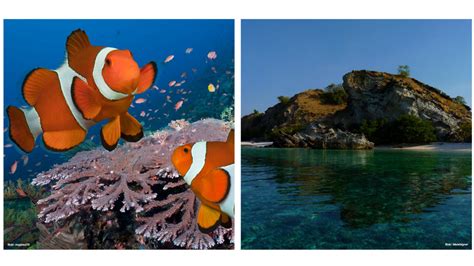 Five Not-to-Miss Snorkeling Destinations in Komodo | Helo Flores