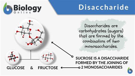 Disaccharide - Definition and Examples - Biology Online Dictionary