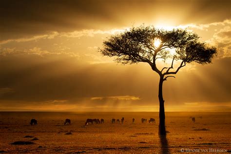 Mara Sunrise | Imagine waking up in Masai Mara, you have jus… | Flickr