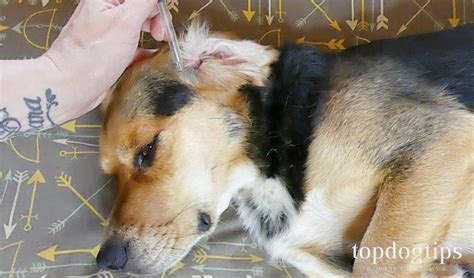 3 Best Home Remedies for Ear Mites in Dogs and How to Make/Use Them