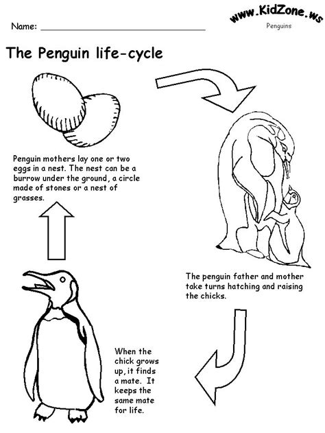 Life Cycle Of Penguin Diagram