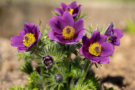 Pulsatilla vulgaris (Forum für Naturfotografen)