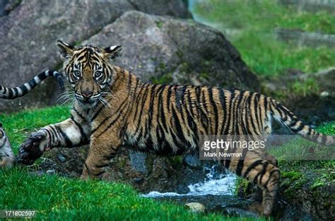 52 Malayan Tiger Cubs Stock Photos, High-Res Pictures, and Images ...