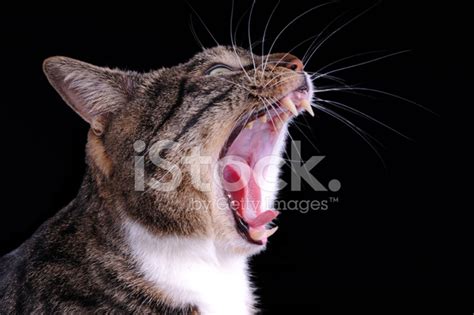 Cat Yawning Stock Photo | Royalty-Free | FreeImages