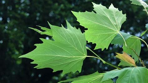 London Plane (Platanus x hispanica) - British Trees - Woodland Trust