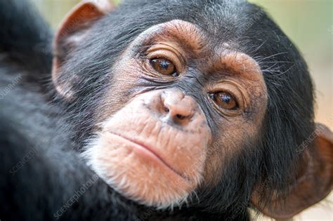 Baby chimpanzee's face - Stock Image - C041/7480 - Science Photo Library