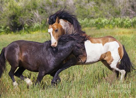 Wild Stallion Horses Fighting Photograph by Jerry Cowart