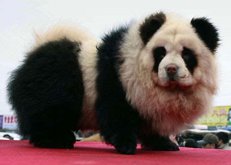 SaraRose894: Chow Chow Panda