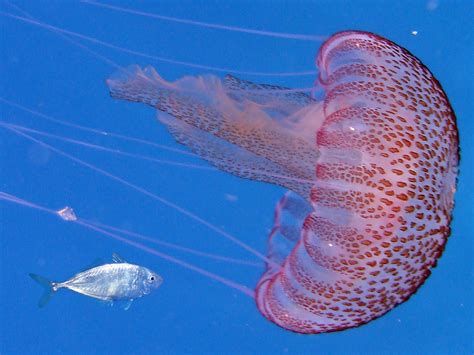 Ciencia Canaria - Vuelven las medusas de las playas