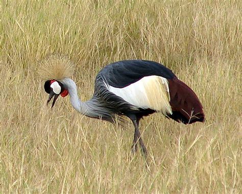 Birds in Africa.