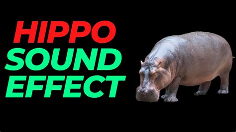 Hippo sound effect no copyright | Hippo noises | Hippopotamus sounds | HQ Hippo sound effect ...