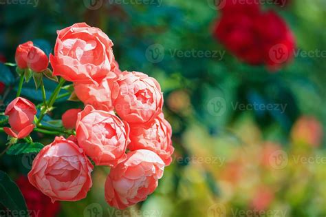 Pink rose in the garden 6967956 Stock Photo at Vecteezy