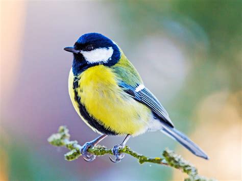 19 common British birds you can find in your garden in 2022 | Common ...