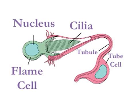 Science Image Archive for Teachers