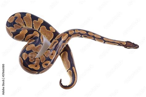 Python regius with tongue sticking out Stock Photo | Adobe Stock