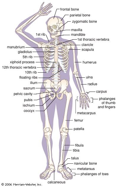 Skeletal System Organs