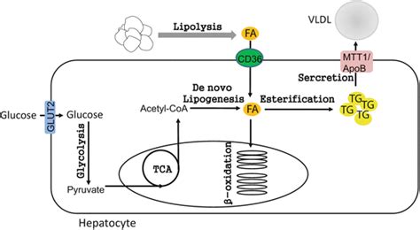 Transcriptional Regulation of De Novo Lipogenesis in Liver | SpringerLink