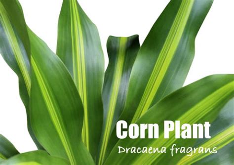 Corn Plant Care Tips - Dracaena fragrans 'Massangeana'