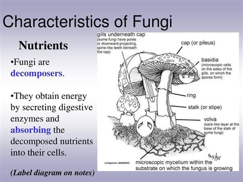 PPT - Characteristics of Fungi PowerPoint Presentation, free download - ID:1481321