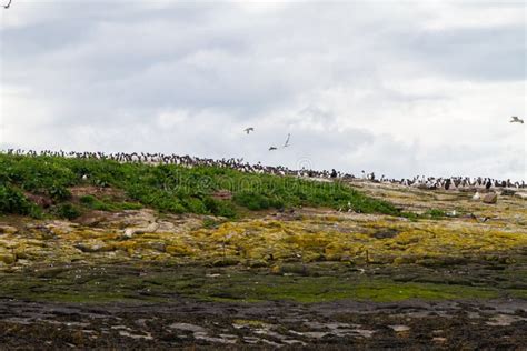 Birds in Farne Islands, UK stock image. Image of gull - 165410643