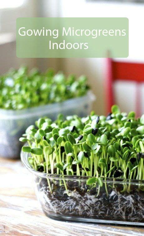 Make Your Kitchen Garden In 10 Simple Steps! | Growing microgreens ...