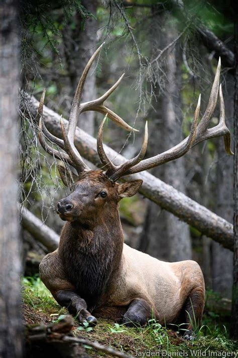 Expert Tips to Spot Banff Wildlife - Travel Banff Canada