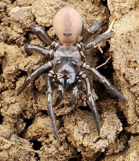 Ummidia - Trap-Door Spider - USA Spiders