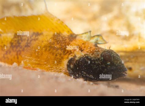 black faced blenny in breeding colours Stock Photo - Alamy