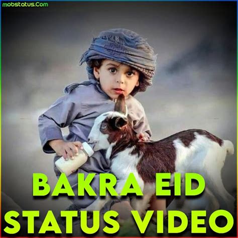 Bakra Eid 2023 Whatsapp Status Video Download, Latest 4k HD