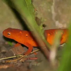 Eastern newt - Facts, Diet, Habitat & Pictures on Animalia.bio