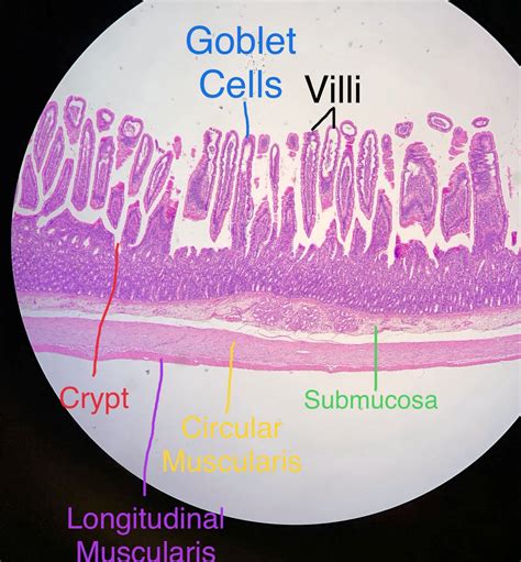 jejunum Histology.