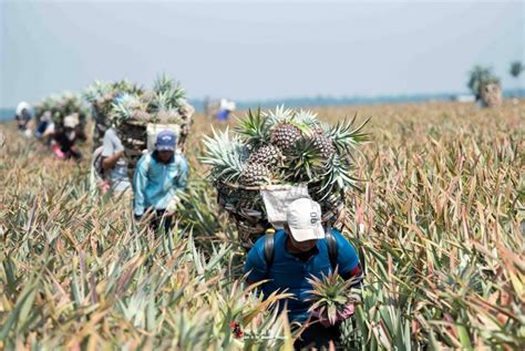 Simpang Renggam: Paradise on the Sea of Pineapples - ExpatGo