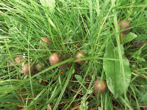 Psilocybe Strictipes? - Mushroom Hunting and Identification - Shroomery ...