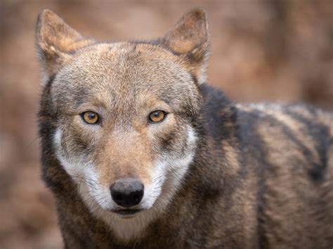 Red Wolves — Wildlands Network - Biodiversity Conservation + Wildlife Crossings