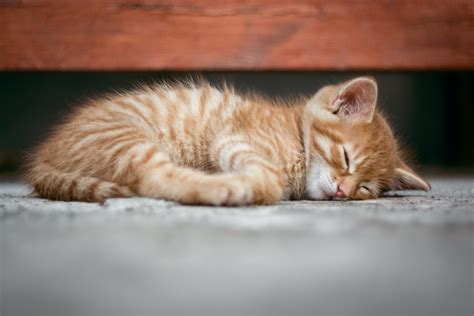 Sleeping Cat Wallpaper 4K 5K Background | HD Wallpaper Background