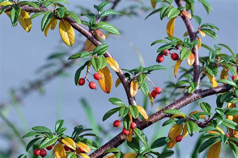 Berries Leaves Nature - Free photo on Pixabay