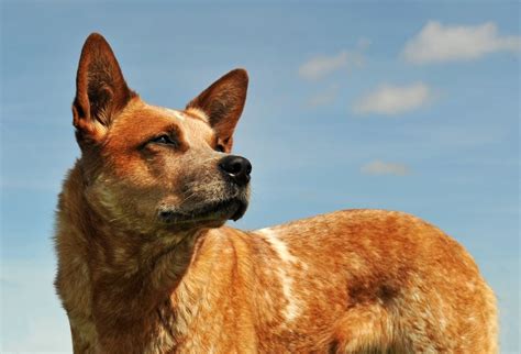 How Big Do Red Heeler Dogs Get? » Petsoid