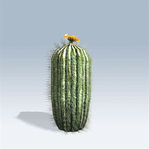 Barrel Cactus (v6) – SpeedTree