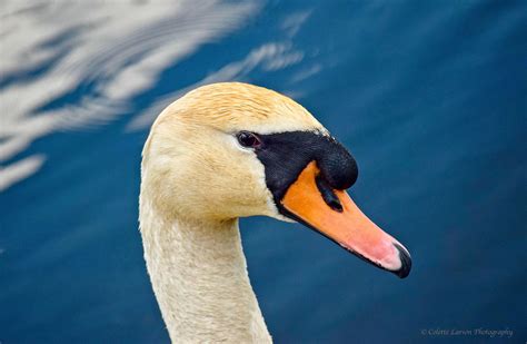 "Male Mute Swan Portrait" - Portrait of a male Mute Swan. | Mute swan ...