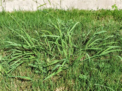 How to Get Rid of Crabgrass - Crabgrass Control & Prevention ...