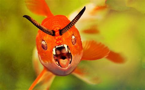 Free photo: Devil Fish - Animal, Devil, Fish - Free Download - Jooinn