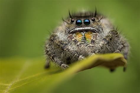 Phidippus audax (adult female) | Tennessee | Patrick Zephyr Photography