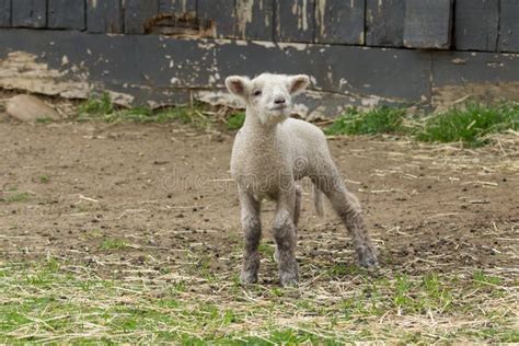 Baby Lamb stock image. Image of farm, daytime, rural - 91287569