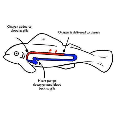 Closed Circulatory System | Definition, Types & Examples - Video & Lesson Transcript | Study.com