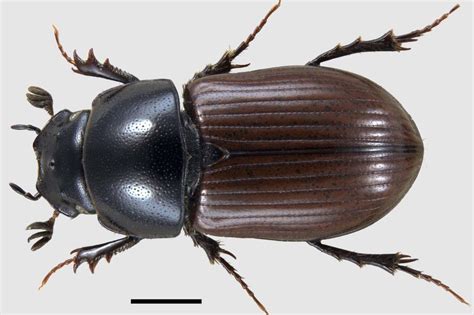 'Alarming trend' of decline among UK's dung beetles - BBC News