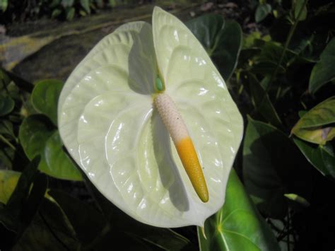 Anthurium Pruning: How To Prune Your Anthurium Plant